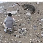 man filmed throwing stones at seal on beach 