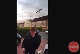 Boy attacked by aggressive seagulls
