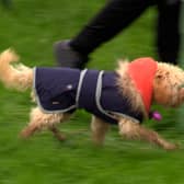 Thousands of dogs and their owners enjoyed the North East Dog Festival  