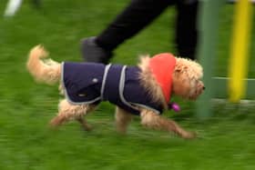 Thousands of dogs and their owners enjoyed the North East Dog Festival  