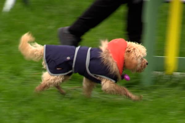 Thousands of dogs and their owners enjoyed the North East Dog Festival  
