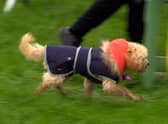 Thousands of dogs and their owners enjoyed the North East Dog Festival  