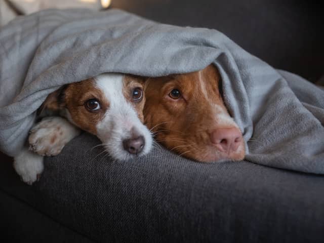 The best heated blankets to keep you warm in winter