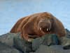 Walrus once seen on a Dutch submarine in Germany arrives in North East England