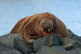 Freya the walrus pictured at Seahouses yesterday. (Photo: Jack Bucknall) 
