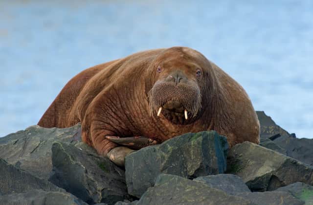 Freya the walrus pictured at Seahouses yesterday. (Photo: Jack Bucknall)