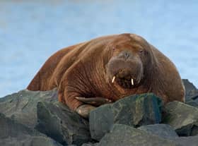 Freya the walrus pictured at Seahouses yesterday. (Photo: Jack Bucknall) 