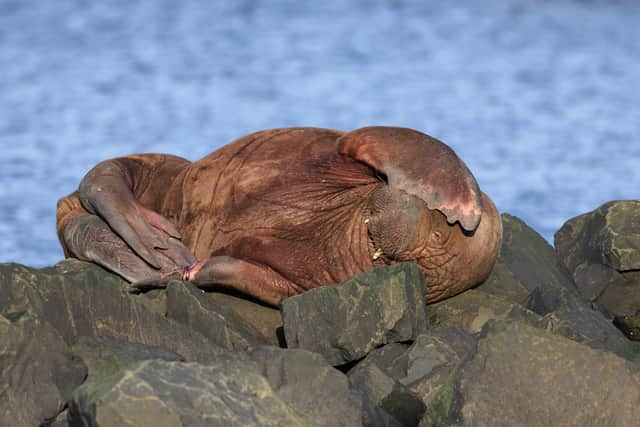 Freya covering herself from the Seahouses heat. 