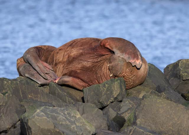 Freya covering herself from the Seahouses heat. 