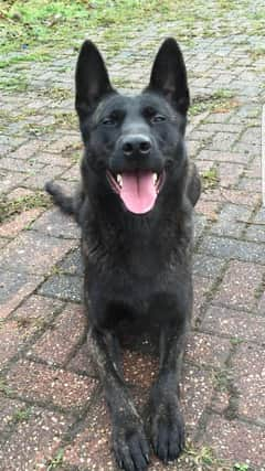 Police Dog Raven (Image: Northumbria Police)