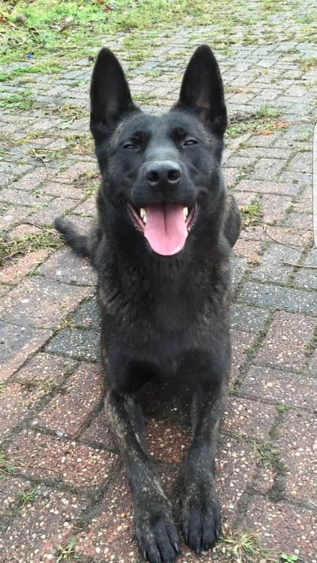 Police Dog Raven (Image: Northumbria Police)