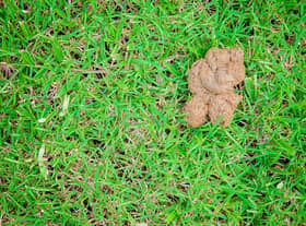The man let dog poo gather on his lawn (Image: Shutterstock)