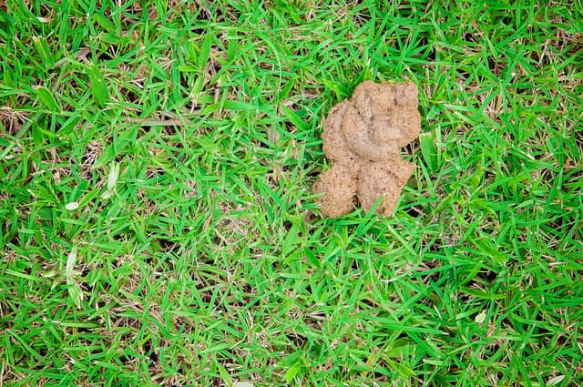 <p>The man let dog poo gather on his lawn (Image: Shutterstock)</p>