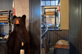 Herbert was taken from his perch