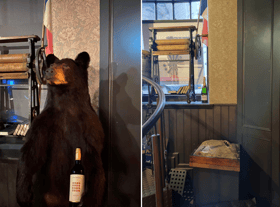 Herbert was taken from his perch