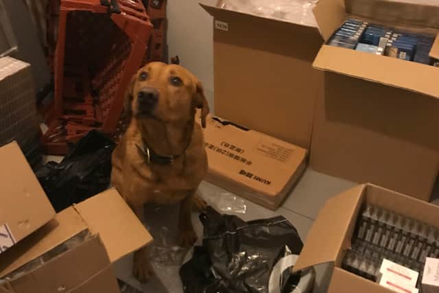 Cooper the red labrador, who helped officers seize the illegal haul.