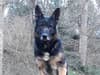 Good boy! Police Dog Obi leaps into action after Wallsend burglary