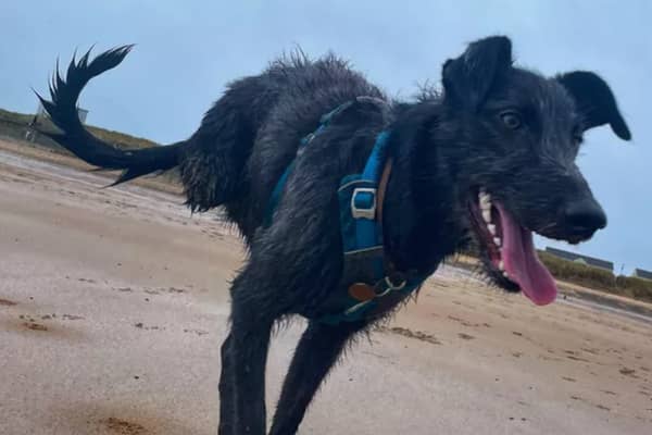 Willa needs your help (Image: GoFundMe)