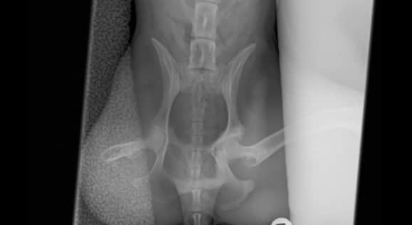Willa needs a hip replacement (Image: GoFundMe)
