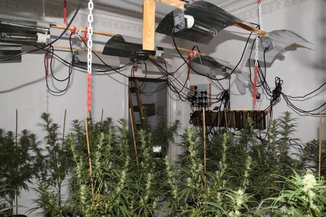 Plants found by police