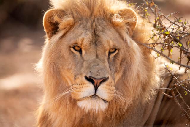 The number of wild lions has decreased dramatically over the past century