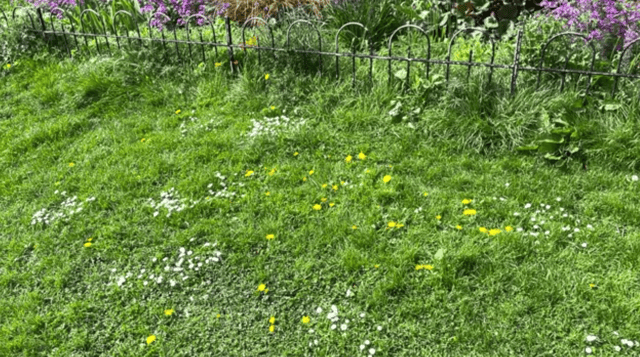 The grass will grow long in Newcastle’s parks