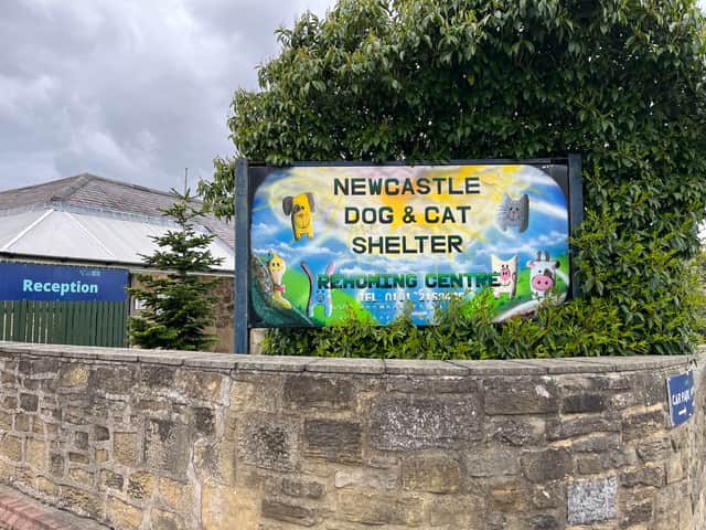 Newcastle Dog and Cat Shelter in Benton