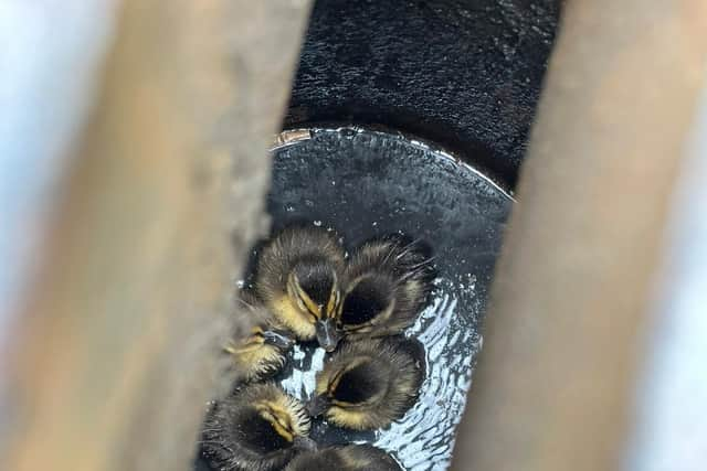 The ducklings were safely reunited with their mother after firefighters rescued the brood