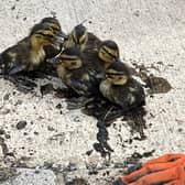 Seven ducklings were saved from a storm drain after a concerned student notified TWFRS