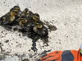 Seven ducklings were saved from a storm drain after a concerned student notified TWFRS