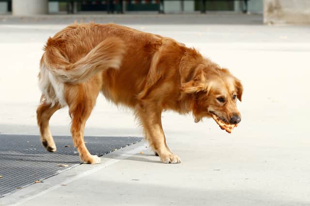 Pet-loving Newcastle was ranked fourth in the UK for pet-friendly living