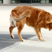 Newcastle has had high praise heaped on it after its Long Sands Beach ranked joint-second for dog-friendly spots