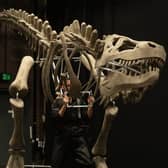 Dinosaurs and sea shanties will be on offer for this year’s South Tyneside Festival