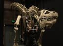 Dinosaurs and sea shanties will be on offer for this year’s South Tyneside Festival