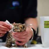 New figures from the RSPCA showed a country-wide increase of animal cruelty