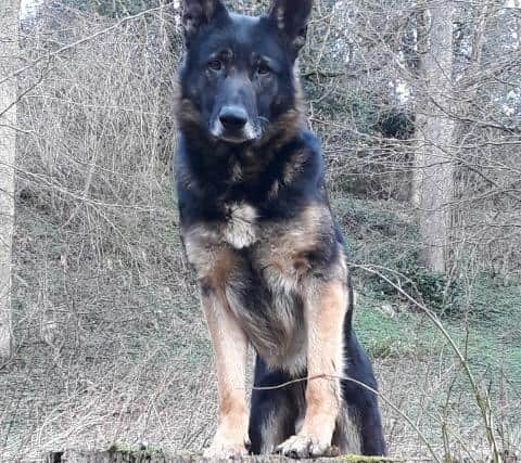 Police Dog Obi