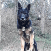 Police Dog Obi