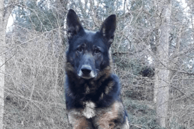 Police Dog Obi