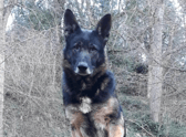 Police Dog Obi