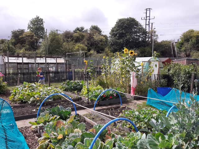 Walkergate Allotments