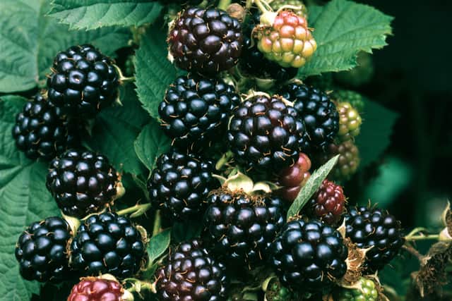You can learn how to grow your own blackberries at Dobbies