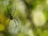 How to stop spiders coming in your house including decluttering and herbs