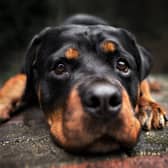 There were 463 dog fouling incidents in Newcastle last year