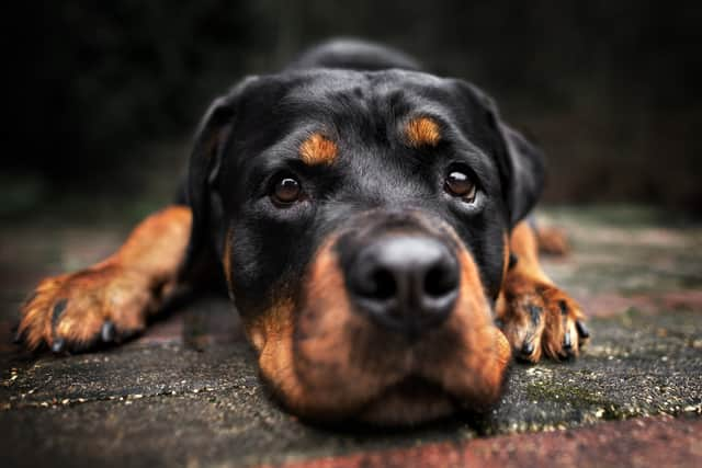 There were 463 dog fouling incidents in Newcastle last year