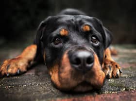 There were 463 dog fouling incidents in Newcastle last year