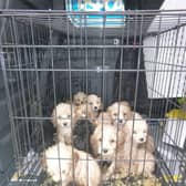 Data shows that dogs are the most abandoned pet