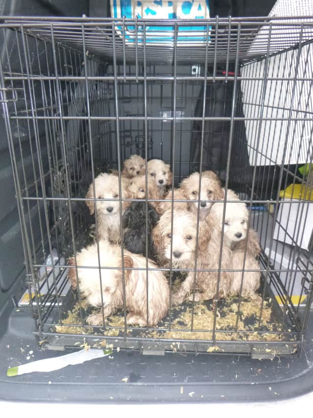 Data shows that dogs are the most abandoned pet