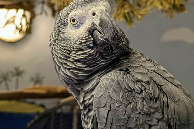 The birds are African Greys - the bird pictured is another in the park and not Fozzy or Saucey.