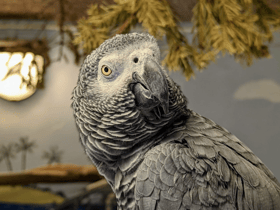 The birds are African Greys - the bird pictured is another in the park and not Fozzy or Saucey.