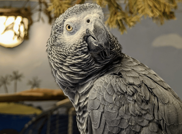 <p>The birds are African Greys - the bird pictured is another in the park and not Fozzy or Saucey.</p>